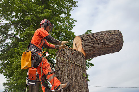 A tree surgeon uses rope access to remove branches in an emergency situation. Safety equipment is visible during the operation.