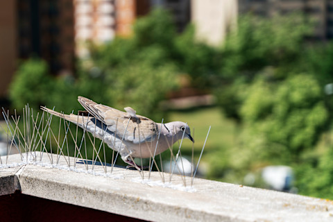 This image shows a pigeon amongst steel spikes that repel birds from landing or nesting on surfaces. 
