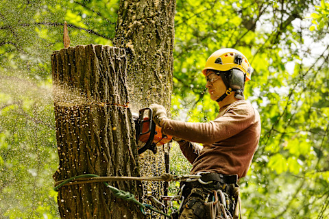 An arborist cuts a tree trunk with a chainsaw outdoors. The worker wears protective clothing and helmet.