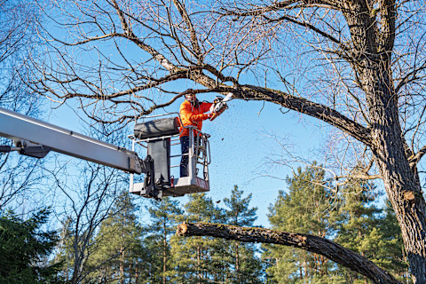 An arborist in an orange jacket uses a chainsaw from a boom lift. The worker trims branches at height.
