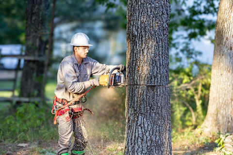 A tree trimmer uses a chainsaw to cut branches at height. Protective gear and harnesses are visible.