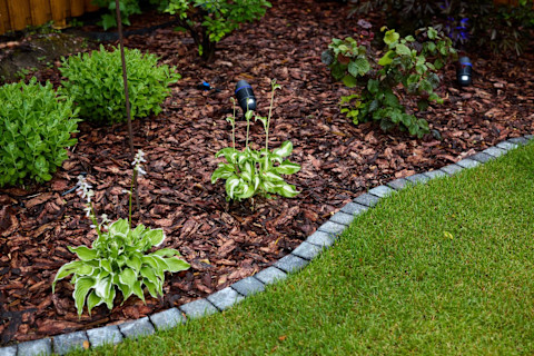A green grass field closup from above with a border with 6 plants inside.