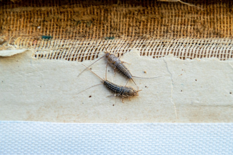 This image shows a close-up of two silverfish (Thermobia) near the binding of an old, worn book on a wooden surface.