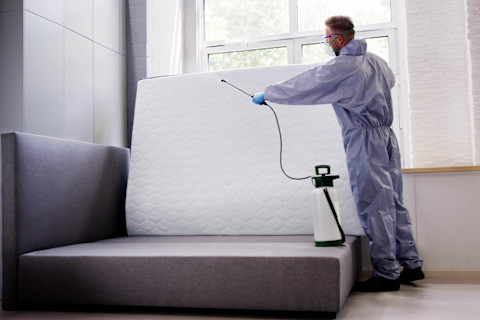 Professional bed bug extermination in progress using chemical spray treatment on a mattress. The pest control technician ensures thorough disinfection to eliminate bed bug infestations and prevent recurrence. Bed bug removal improves sleep hygiene, safety, and overall indoor health.