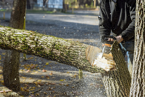 This image shows a close up of a tree being chopped down with a chainsaw.