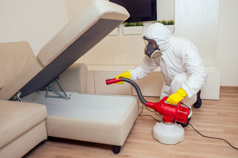 A pest control exterminator sprays for termites indoors. The treatment focuses on couches.