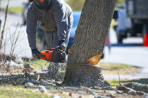 A manual worker saws a tree trunk during removal. Wood chips and tools are visible on the ground.