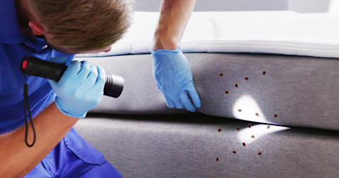 An exterminator checks for bed bugs during pest control treatment. The worker inspects furniture and surfaces.