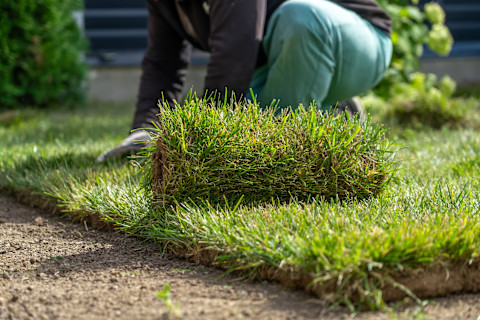 A person kneels on the ground, laying down fresh grass sod on bare soil in a garden. A roll of artificial grass sits in the forefront of the picture, on top of the freshly laid down grass.