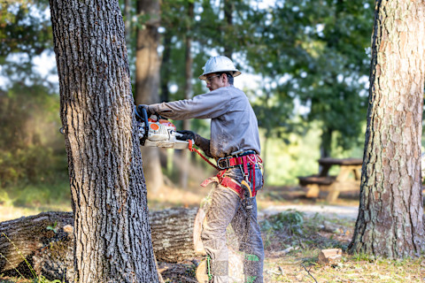 A tree trimmer cuts branches with a chainsaw while wearing safety gear. The work takes place outdoors among tall trees.