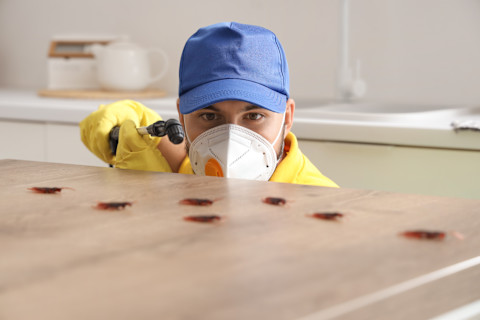 A male pest control specialist disinfects a table surface with bugs on it. Cleaning equipment and protective wear are visible.