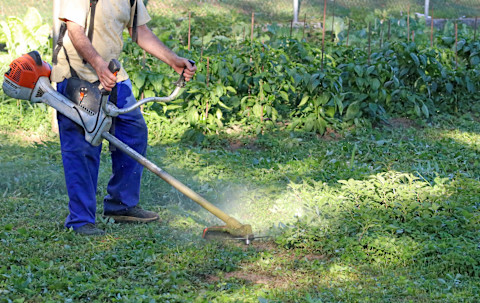 This image shows a gardener wearing overalls and using a strimmer to remove weeds from a garden.