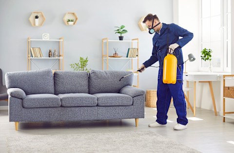A pest control worker in uniform sprays pesticides on a couch in a living room.