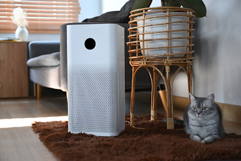 Cat sitting next to an air purifier